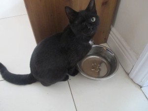 Missing! Sherlock 9 month old black cat