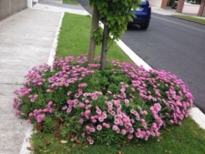 Photo of pink flowers aroun tree bed