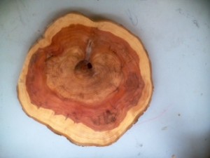 Photo of Yew tree 
