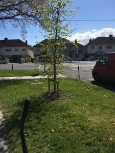 Mature Beech Tree recently planted on South Avenue