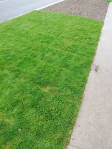 photo of grass verge reinstated after construction work