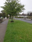 Photo of Vista of Trees Road Grass Verges