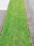 photo of well maintained grass verge