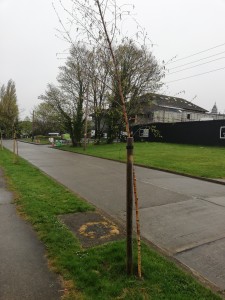 Photo of new trees planted on Wilson Road near behind Union Cafe site
