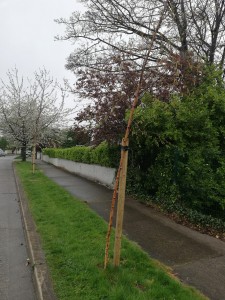 Photo of new trees planted on Wilson Road