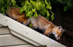Fox cubs in garden on Redesdale Road photo by Crispin Rodwell May 2020