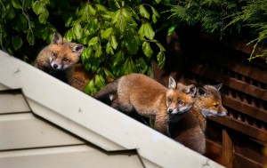 Fox cubs in garden on Redesdale Road photo by Crispin Rodwell May 2020