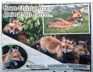 Redesdale Road Fox Cubs featured in The Daily Star May 14 2020 photo by Crispen Rodwell