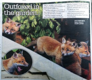 Redesdale fox cubs feature in The Irish Mirror on Thursday May 14, 2020. Photo by Crispin Rodwell.
