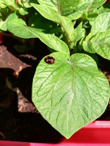 A nice specimen of form spectabilis of the harlequin ladybird!