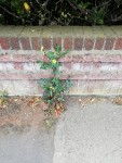 img_20200517_garden-wall-weeds