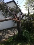 Redesale Tree damaged by wind May 22, 2020