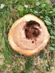 Redesdale Road Tree Stump after dlr removed fallen dead tree May 22, 2020