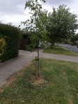 New tree in need of daily watering, Trees Road near The Rise 