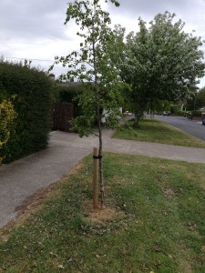 New tree in need of daily watering, Trees Road near The Rise