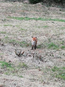 Fox on Wilson Road, April 2020