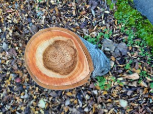 Cherrygarth - tree stump