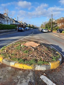 Sycamore Tree felled at junction ofThe Rise/ Trees Road Upper