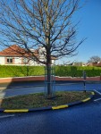 Traffic calming island on Trees Road lower freshly painted 12/2020