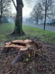 East Avenue: Stump of diseased Beech tree felled 12-2020