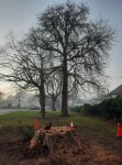 East Avenue Beech Tree felled for safety 12-2020