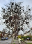 Birds nests on tree near Drummartin link Road Jan 2021