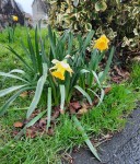 Daffodils on North Avenue