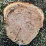 Stump of tree felled on Cherrygarth Green 3/03/21