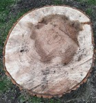 Stump of tree felled on Cherrygarth Green 3/03/21